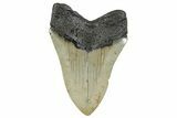 Serrated, Fossil Megalodon Tooth - North Carolina #272846-1